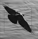 raven